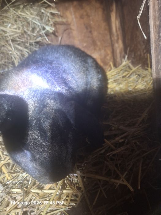 Sprzedam króliki żywe i tuszki