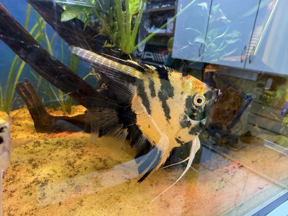 Escalares véu ja com um bom tamanho