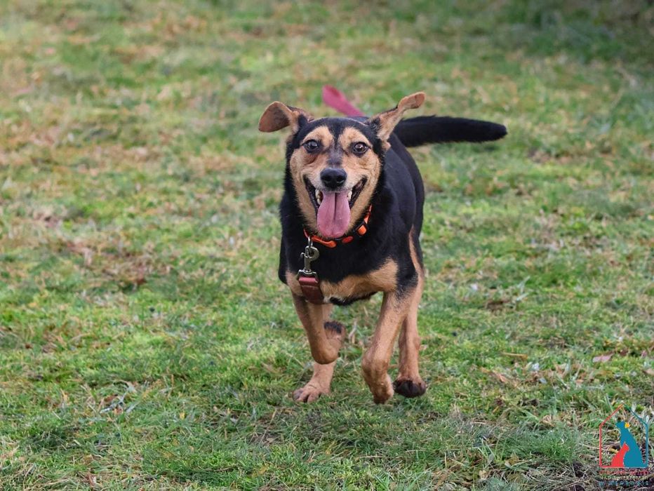 Malutka, 1 rok - Tenia jest przekochana - adoptuj pupila