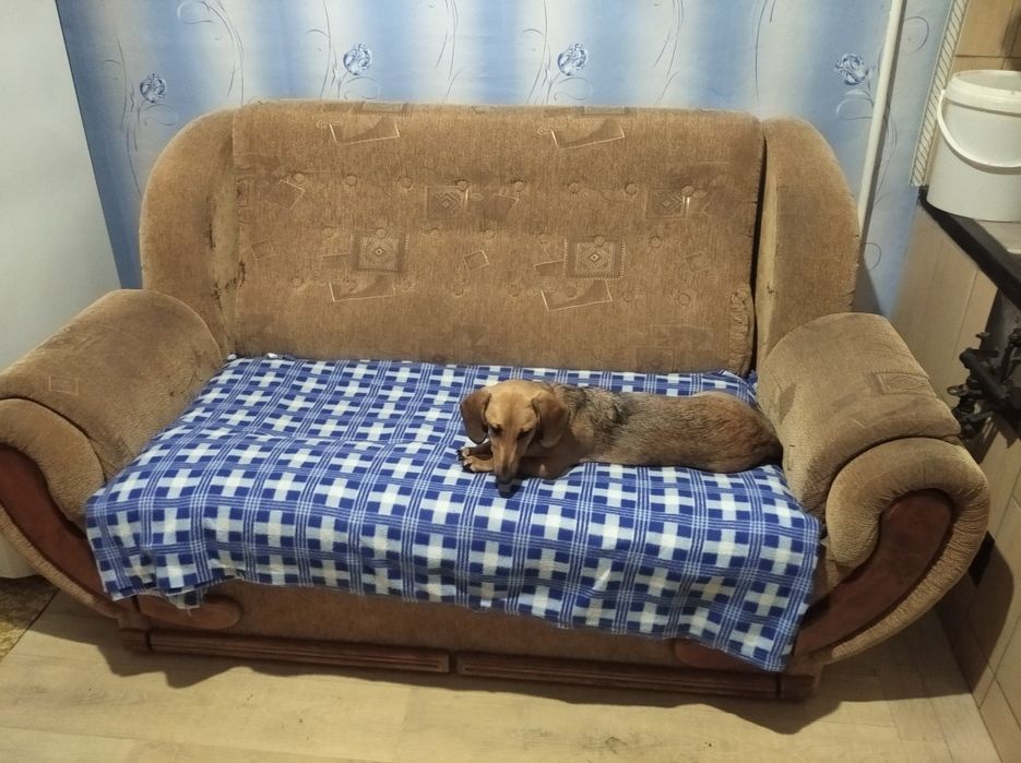 Красуня,дівуля такса