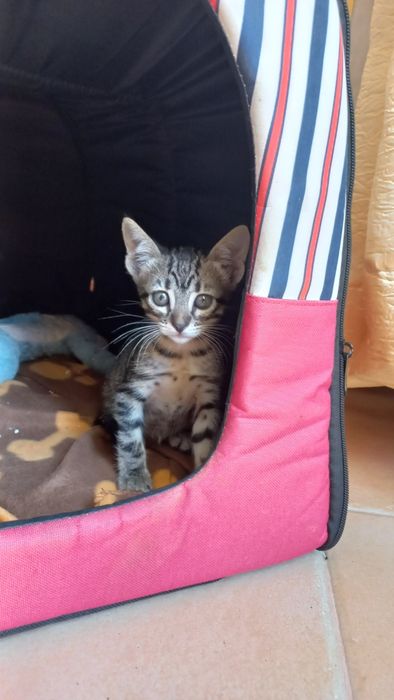 URGENTE Gatinhos bebes adoção