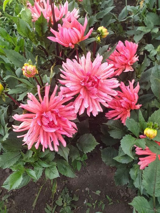 Продам георгіни (жоржини)