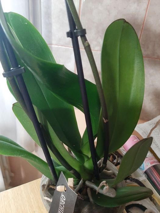 Орхідеї  Гарні орхідеї