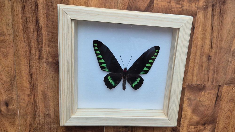 Motyl w gablotce Trogonoptera trojana na ścianę otwierana