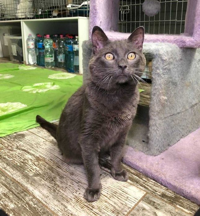 Серебристого кота Шартреза зовут Бусинка, ему приблизительно 3 года