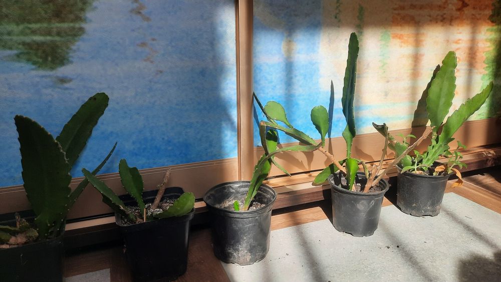 Епіфіллум рожевий