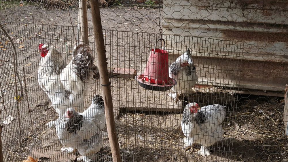 Ovos galados galinhas de raça