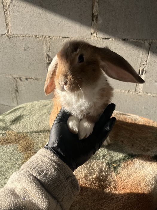 Кролики на годівлю