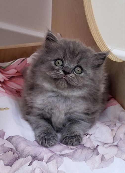 Koteczka szkocka prostoucha długowłosa WCF