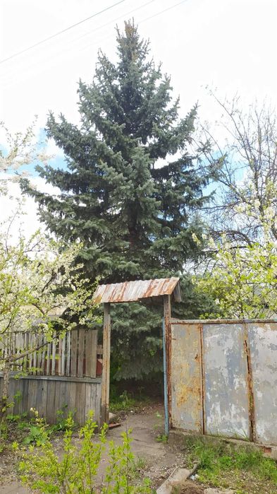 Продам голубую ель