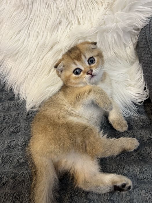 Шотландські кошенята, золота шиншила, скотіш фолд