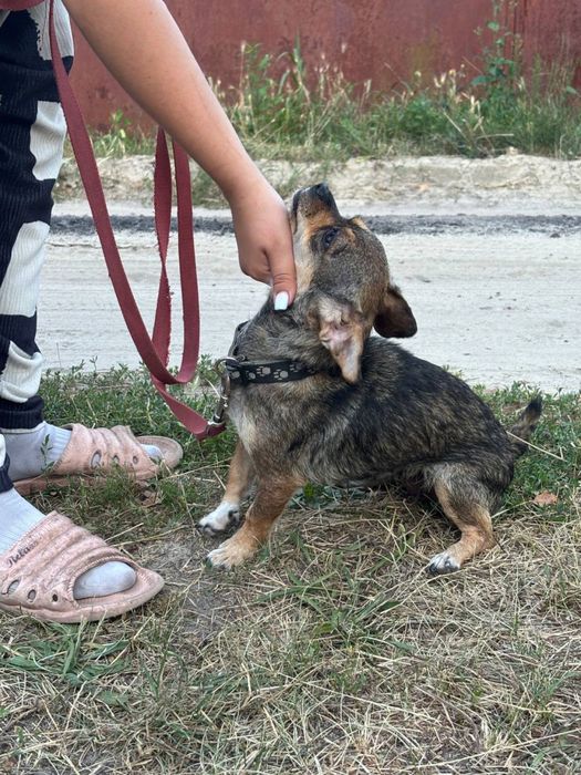 Собака дівчинка в добрі руки