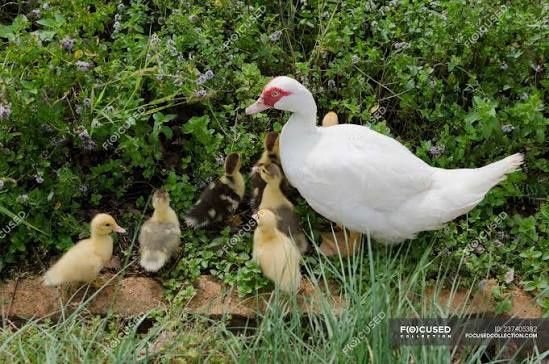 Качки,курчата,гуси,індики