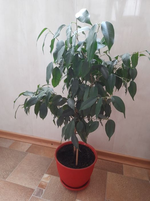 Фікус Бенджаміна молодий