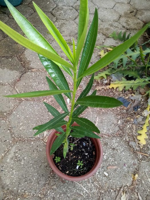 Loendreiros em vaso (oleander)