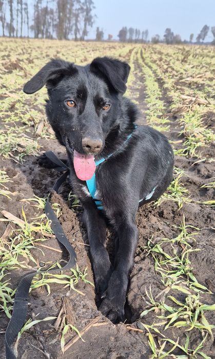 Niezauważalny pies utknął w przytulisku