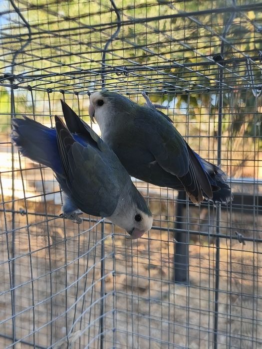 Aves exóticas de pequeno porte