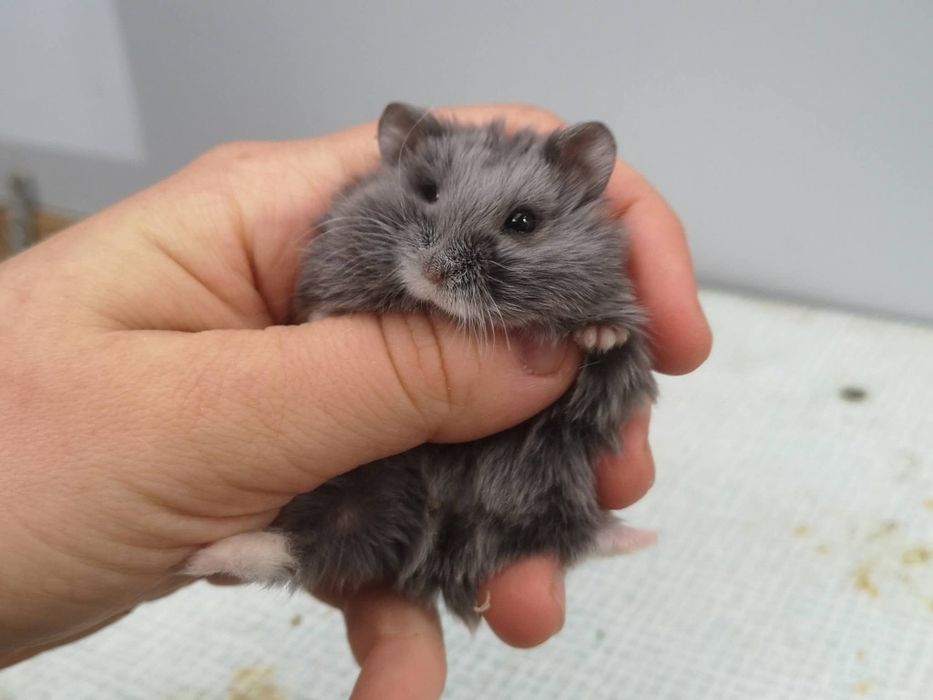 Chomiki Campbella satynowe