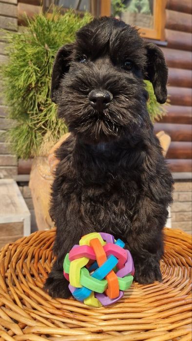 Цуценяти з відмінним родоводом.