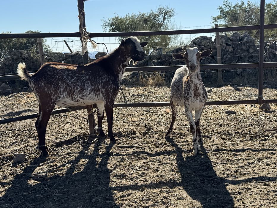 Chibos floridos 10 e 4 meses