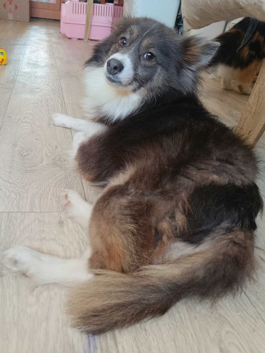 Пес Дюк шукає родину