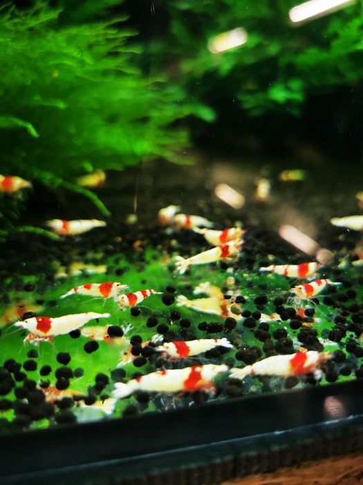 Krewetki Crystal Red