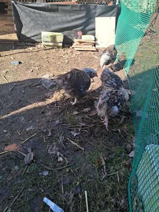 Kogut faverolla łososiowa