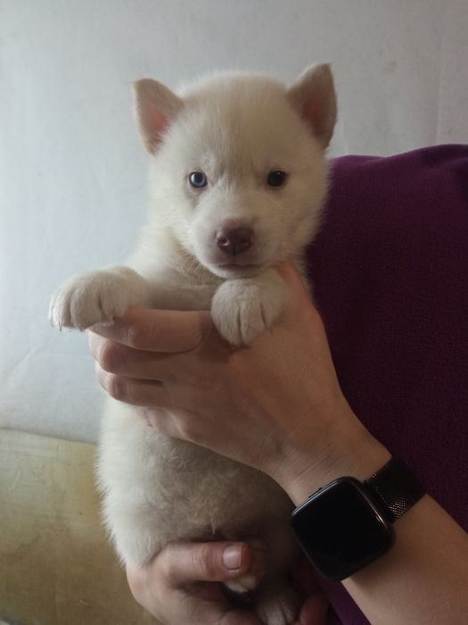 Щенки Сибирский Хаски