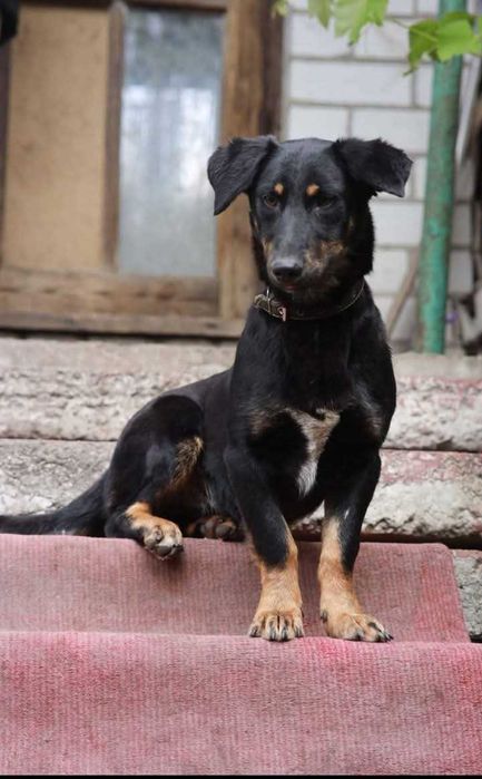 SOS Пропал пес, помогите найти