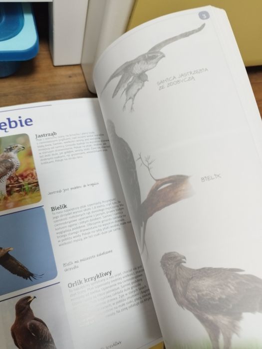 Ptaki naszych lasów