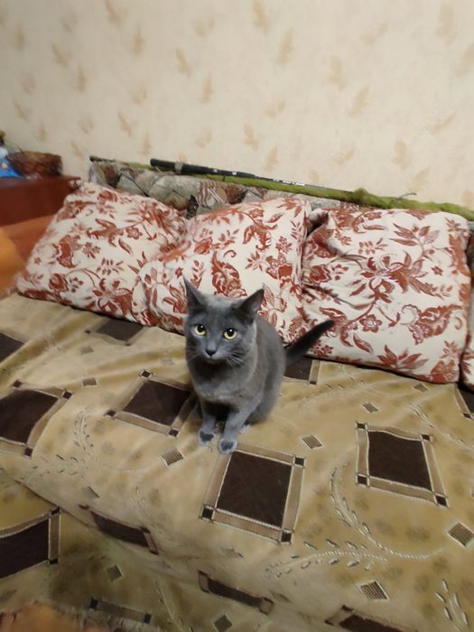 Кошка бесплатно.Это Мышка. Молодая, красивая, ласковая потеряшка. Стерилизованная, к лотку приучена. Очень хочет человеческого тепла.
