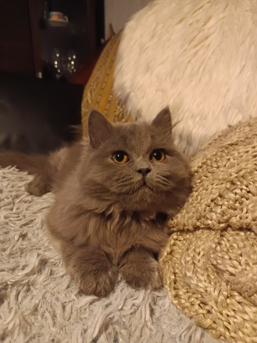 Koty brytyjskie niebieskie