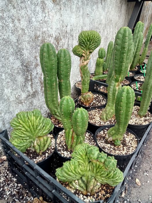 Cacto San Pedro cristata / monstruos