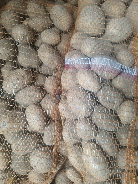 Ziemniaki soraja ekologiczne