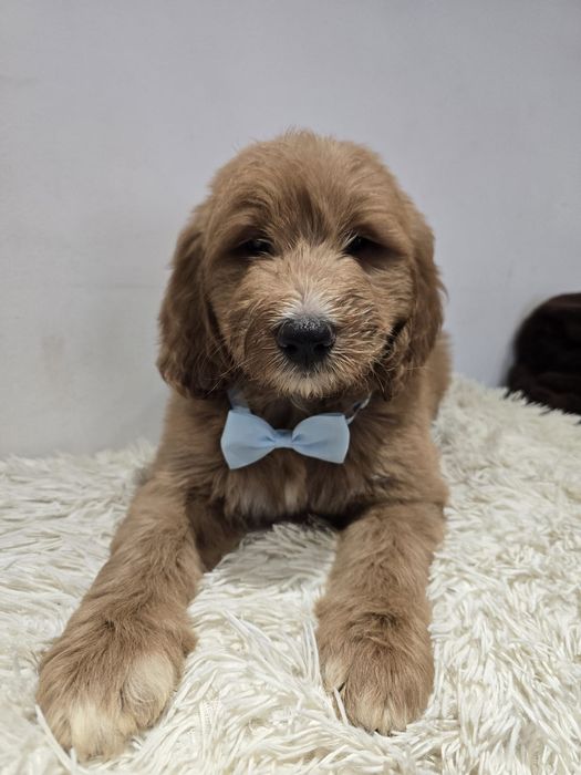 Goldendoodle f1b standard
