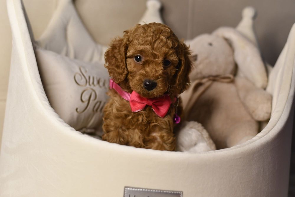 Cavapoo F1 RED wyjątkowa dziewczynka ZAREZERWOWANA