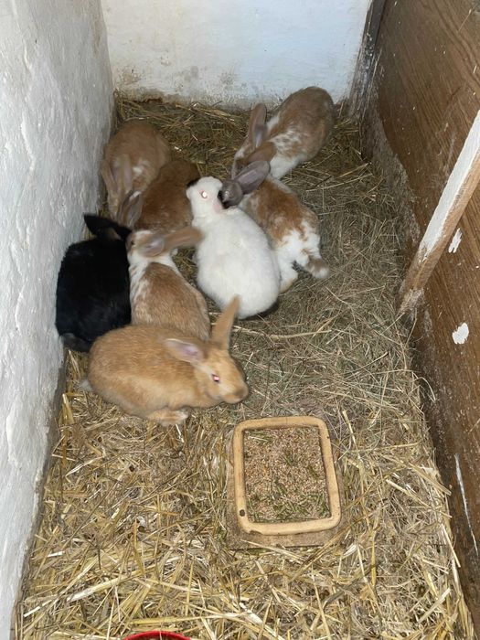 Króliki hodowlane