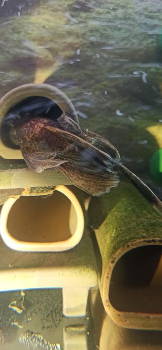 Glonojady  Calico para