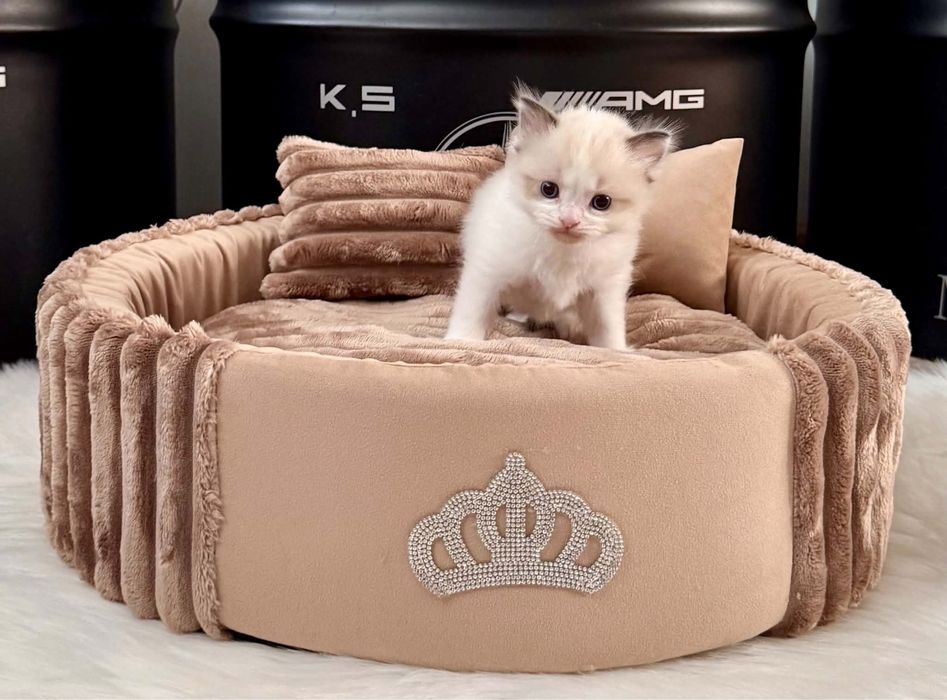 Ragdoll  kocurek
