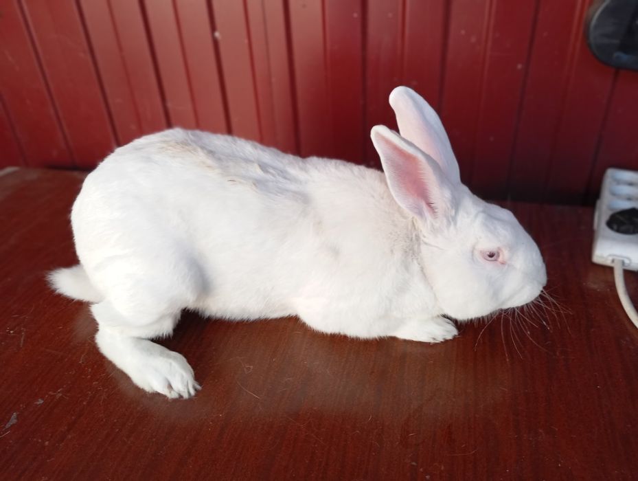 Термондська біла/ термони /кролі термонці/ термонська біла