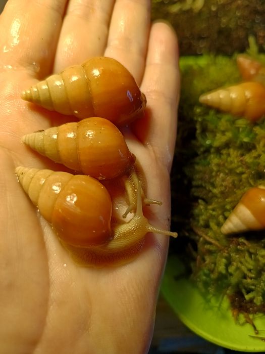 Ахатина Лиммиколярия.
