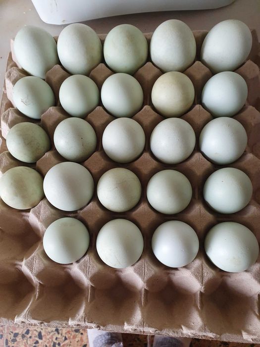 Vendo   ovos  galinhas cream  legbar legbar.