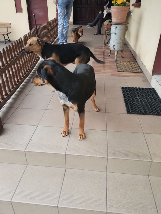 Oddam pieska za darmo