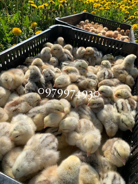 Інкубаційні яйця