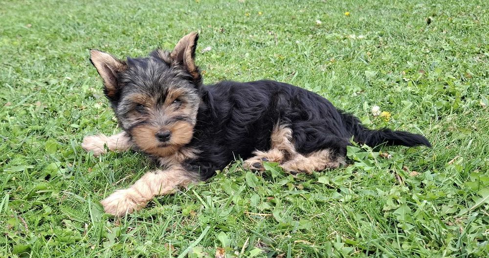 York yorki yorkshire terrier szczeniak szczeniaczek sunia