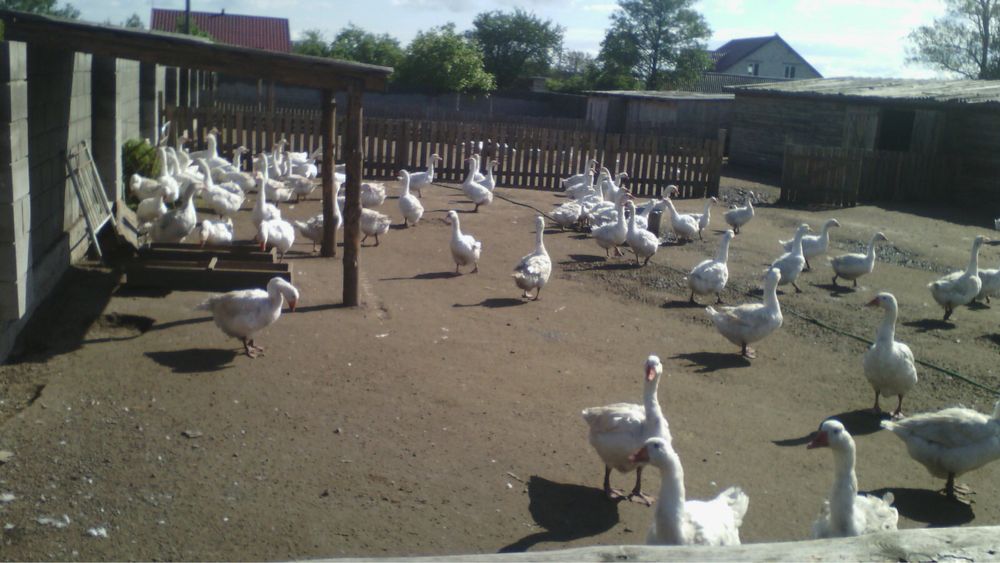 Датский легарт. Продам гусят. Гуси опт. Гусята.