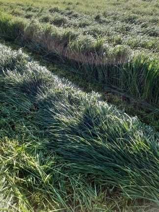 Mieszanka Gorzowska poplonowa, mieszanka jednoroczna gorzowska