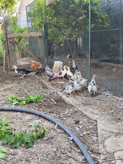 Patos criados ao ar livre com 5 semanas, patos mudos, criação, animais