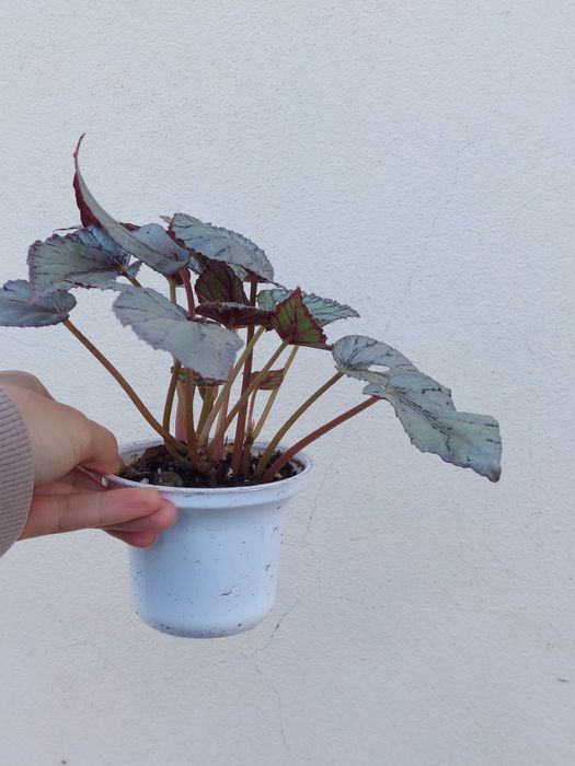 Planta Begonia Arctic Breeze