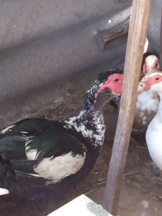 Продам каченят мускусної качки ,шипун,індокачка від 60 грн (різного в